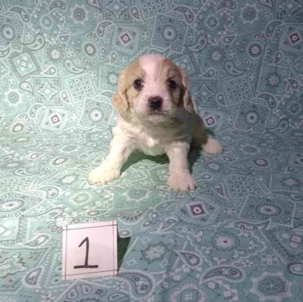 Male Cavachon Puppy for Sale in Virginia Beach, VA