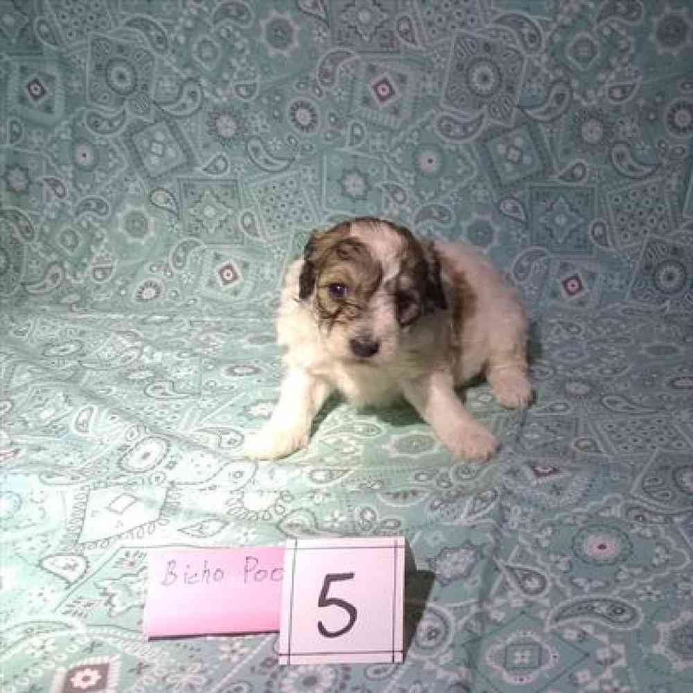 Female Bichonpoo Puppy for Sale in Virginia Beach, VA
