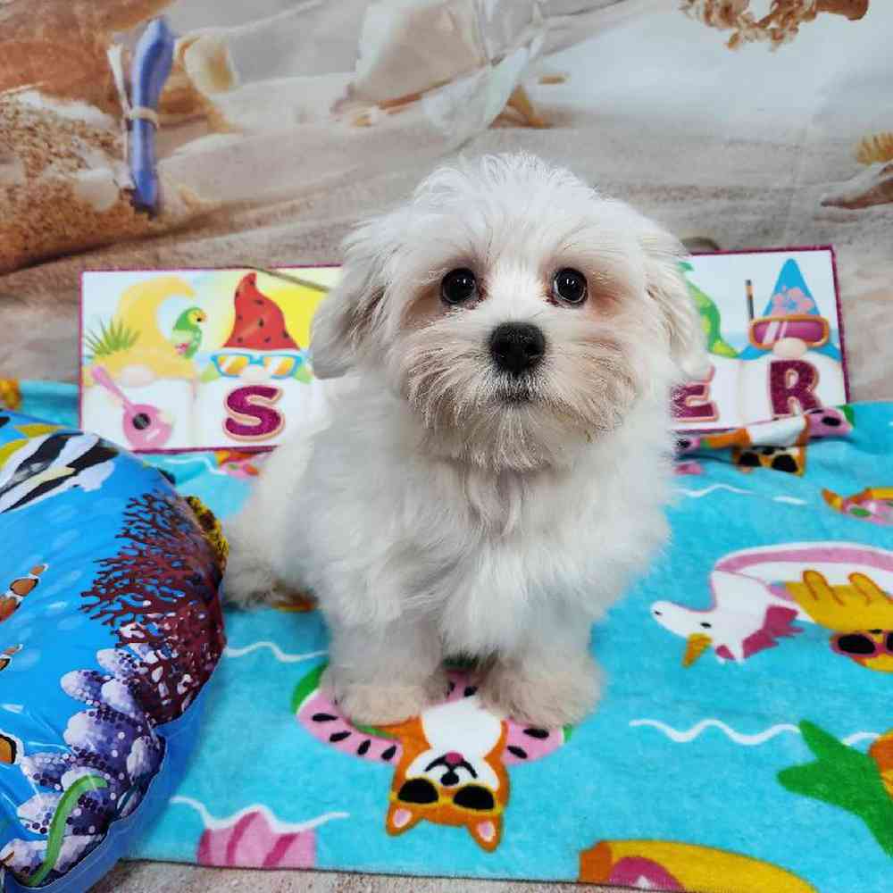 Male Maltese Puppy for Sale in Virginia Beach, VA