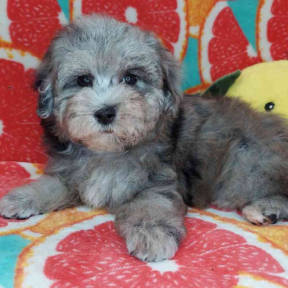 Female Maltipoo Puppy for sale