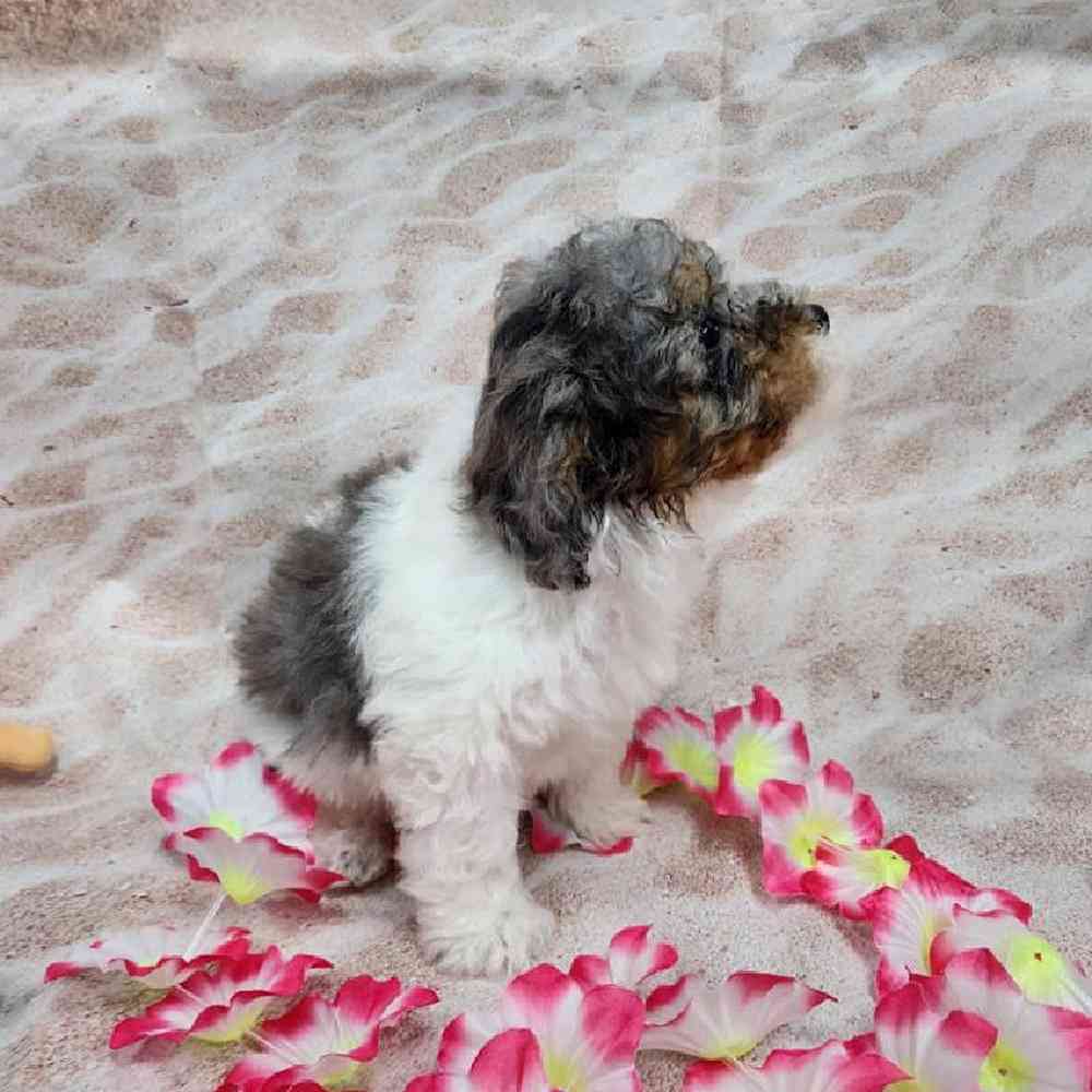 Male Teddy Bear Puppy for Sale in Virginia Beach, VA