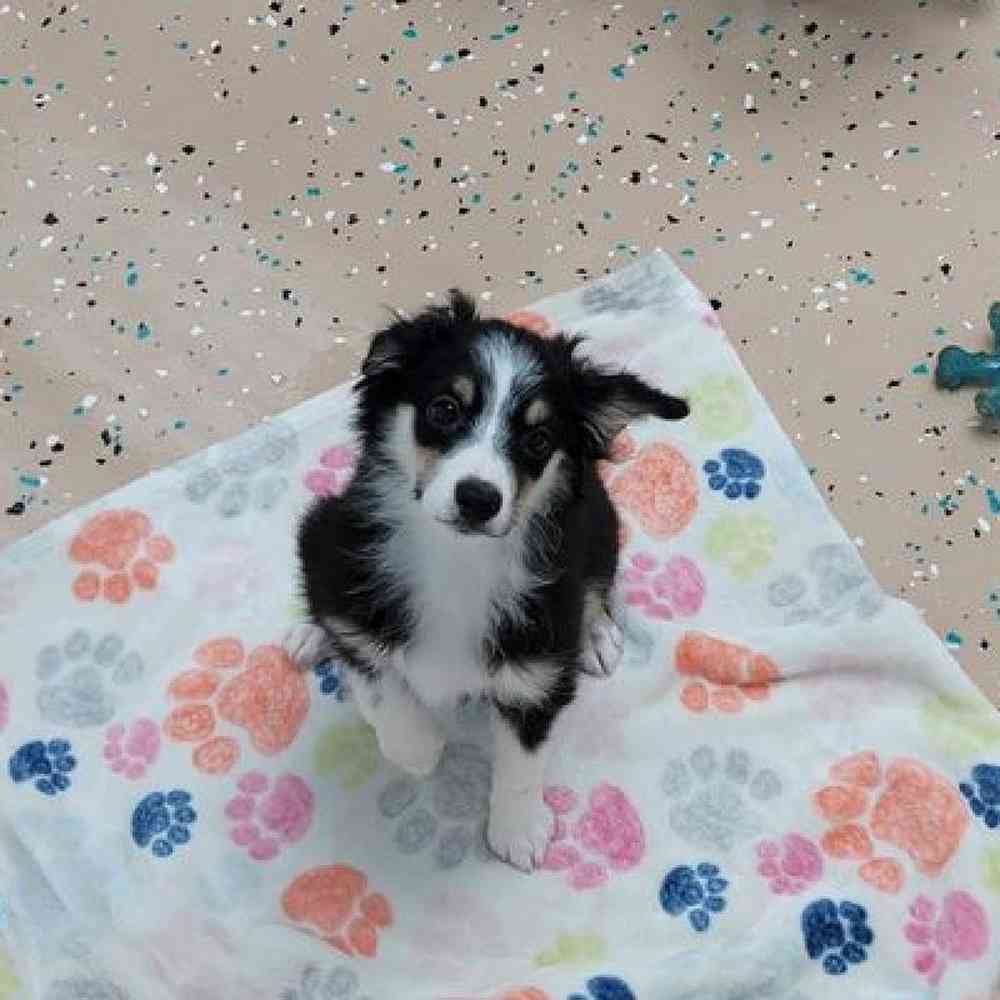 Male Mini Aussie Puppy for Sale in Virginia Beach, VA