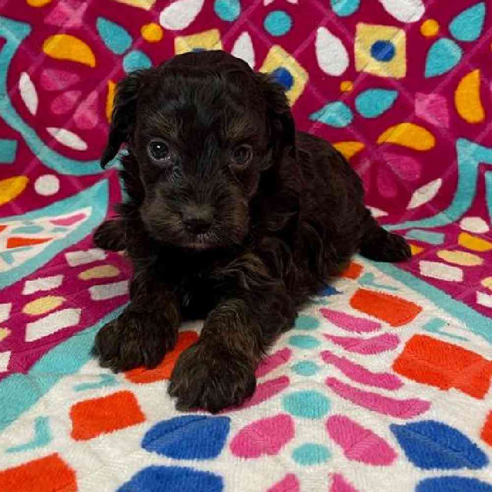 Male Mini Bernadoodle Puppy for sale