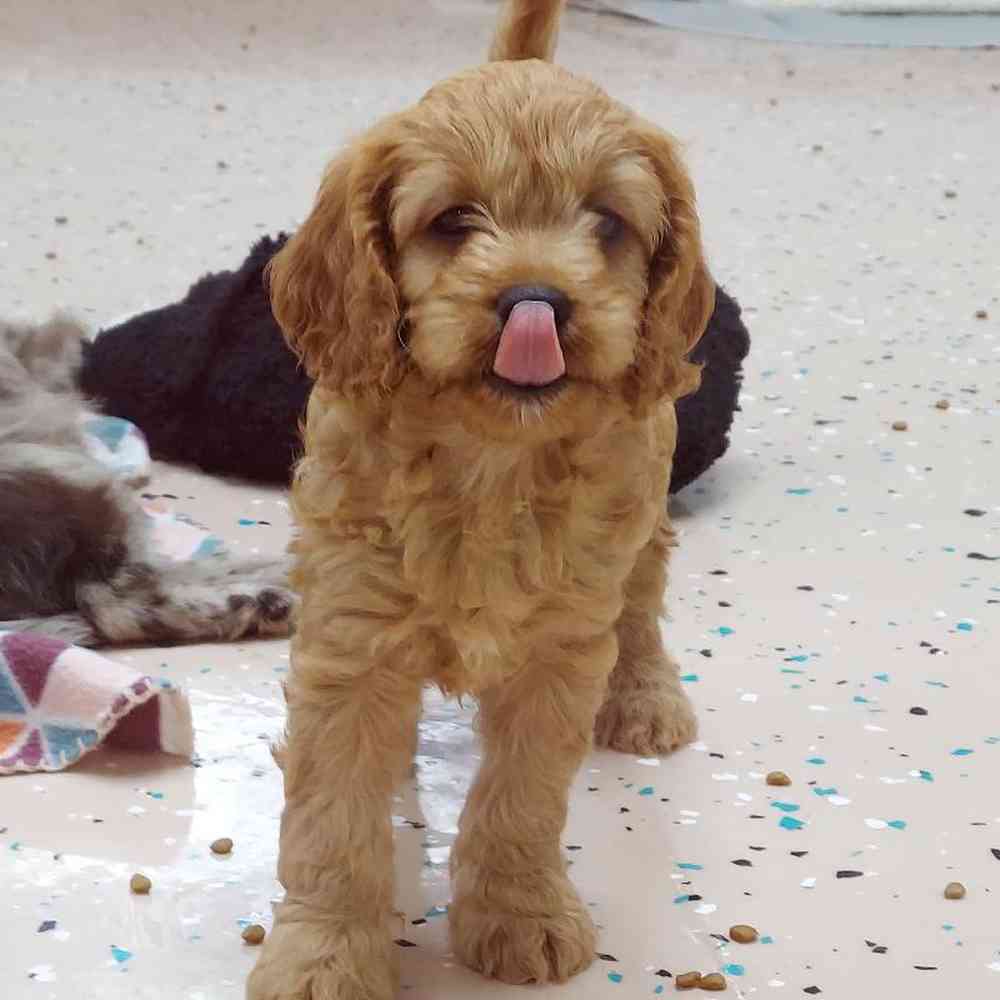 Male Cavapoo Puppy for sale