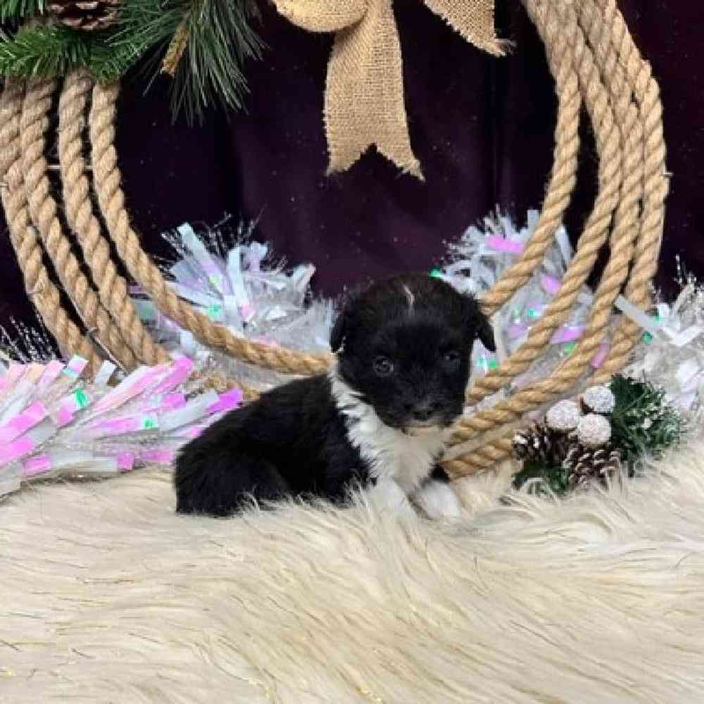 Female Mini Aussiedoodle Puppy for sale